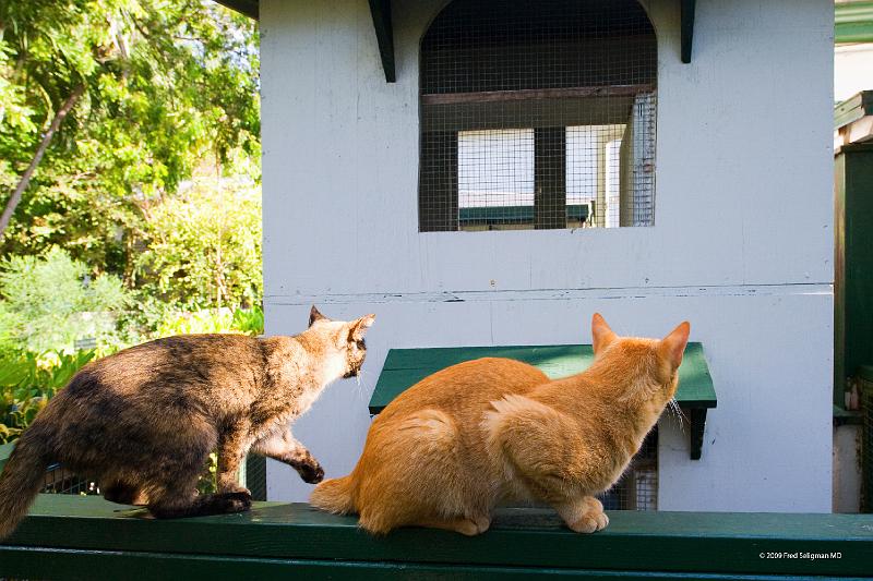 20090204_152922 D3 P1 5100x3400 srgb.jpg - Cats at Hemmingway Home Key West